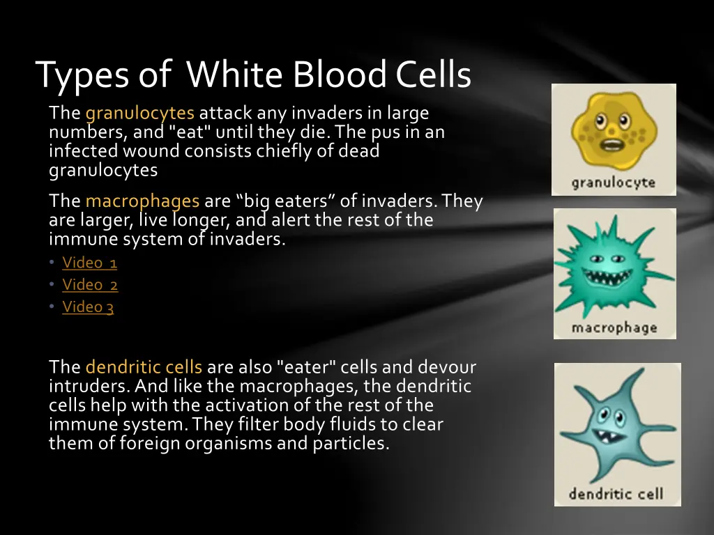 types of white blood cells