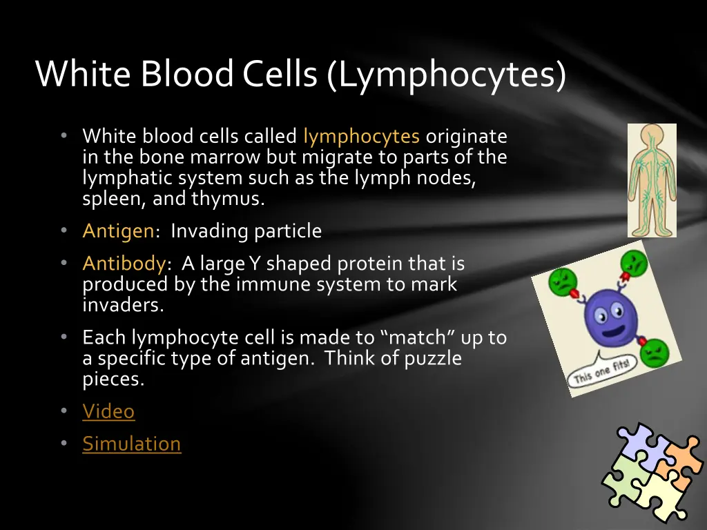 white blood cells lymphocytes