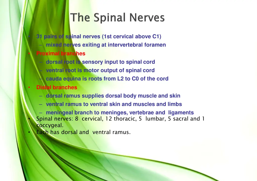 31 pairs of spinal nerves 1st cervical above