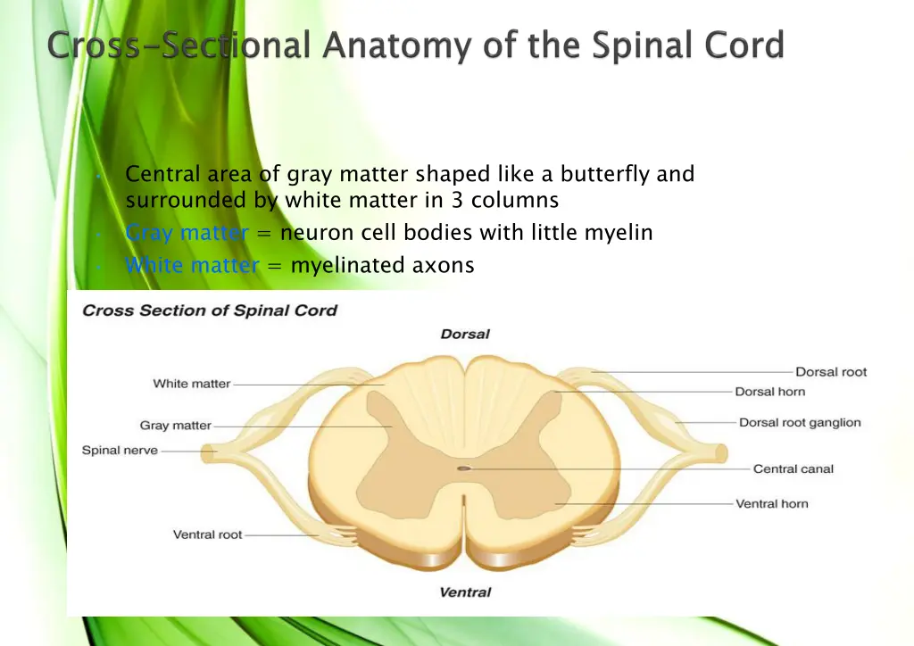 central area of gray matter shaped like