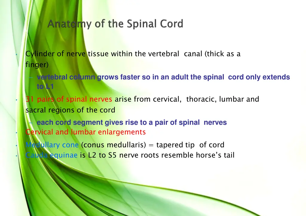 cylinder of nerve tissue within the vertebral