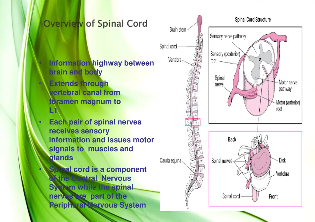 information highway between brain and body