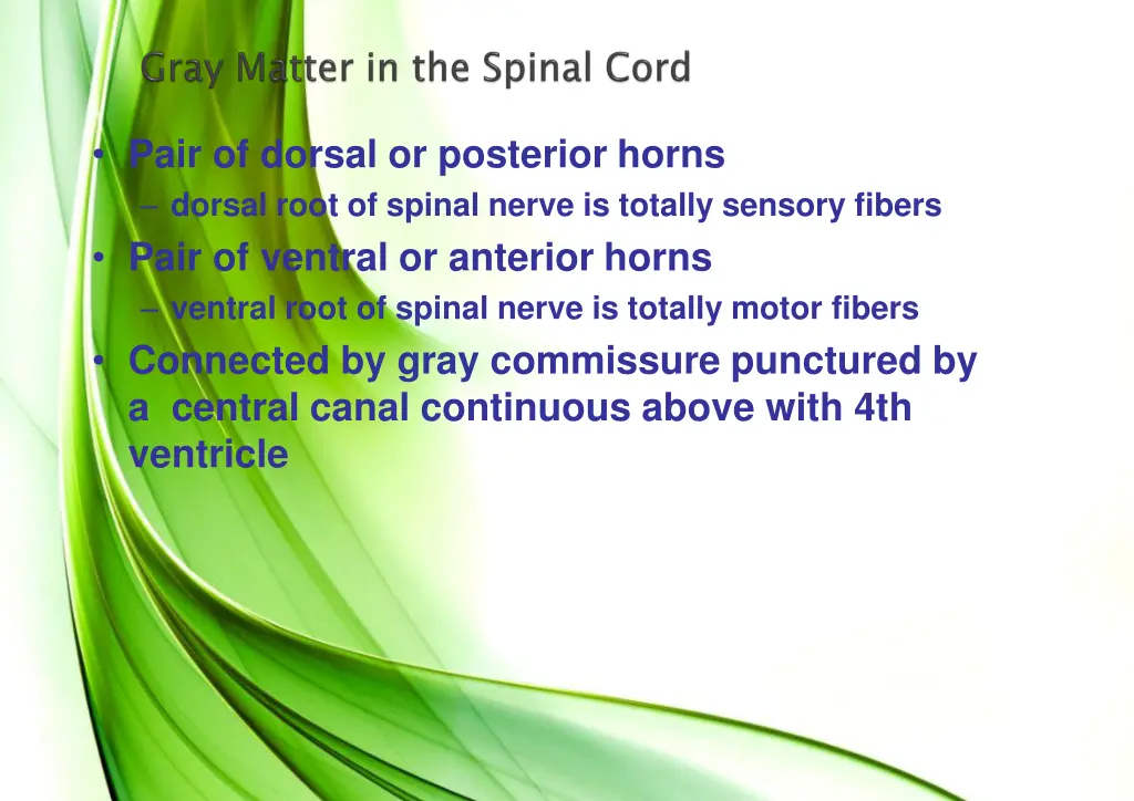 pair of dorsal or posterior horns dorsal root