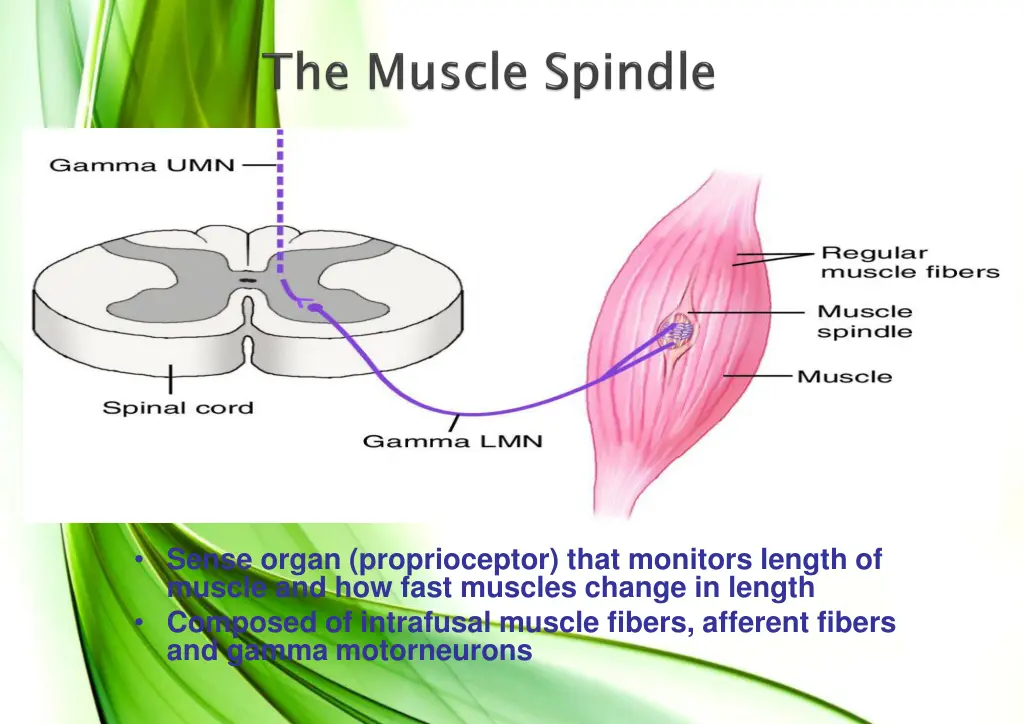 sense organ proprioceptor that monitors length