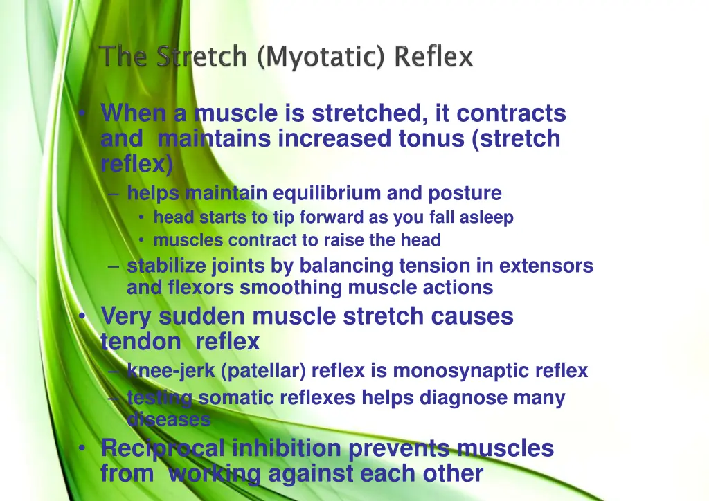 when a muscle is stretched it contracts