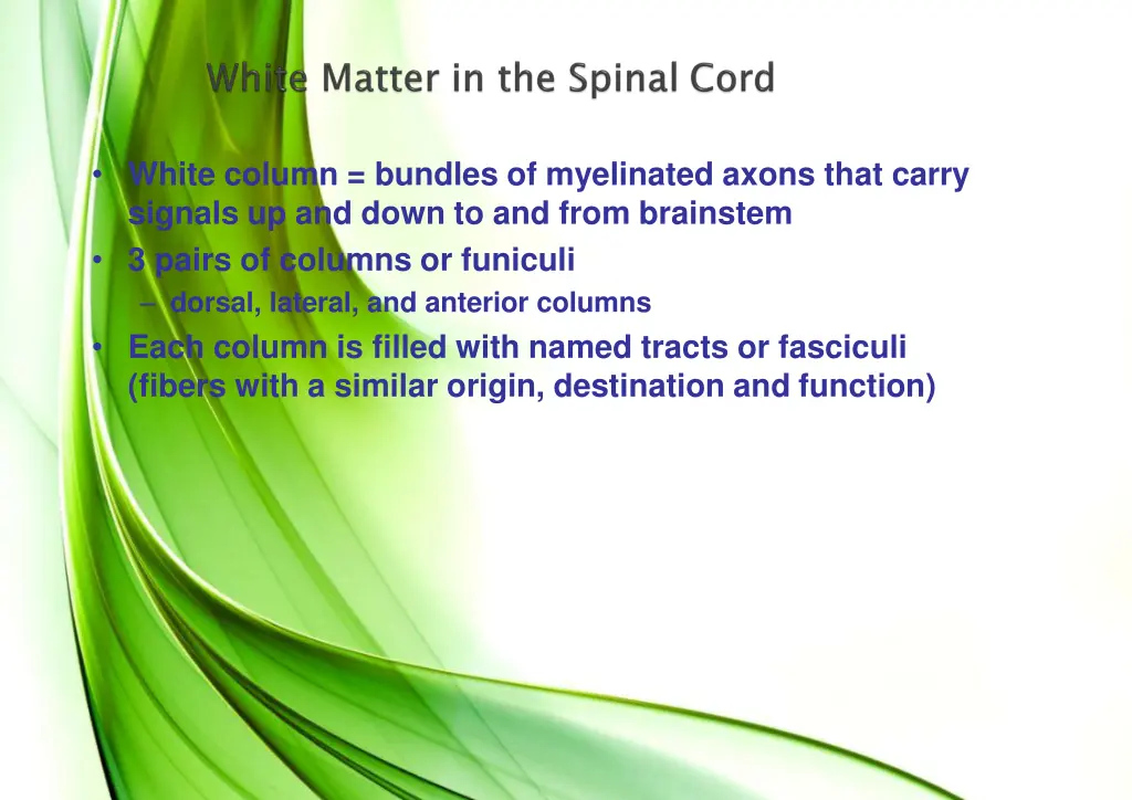 white column bundles of myelinated axons that