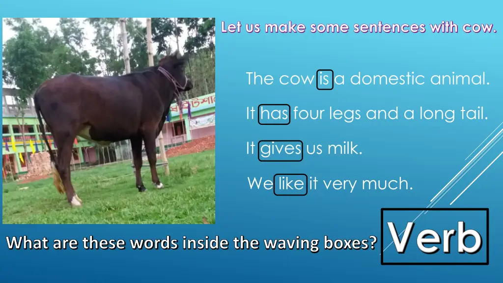 let us make some sentences with cow