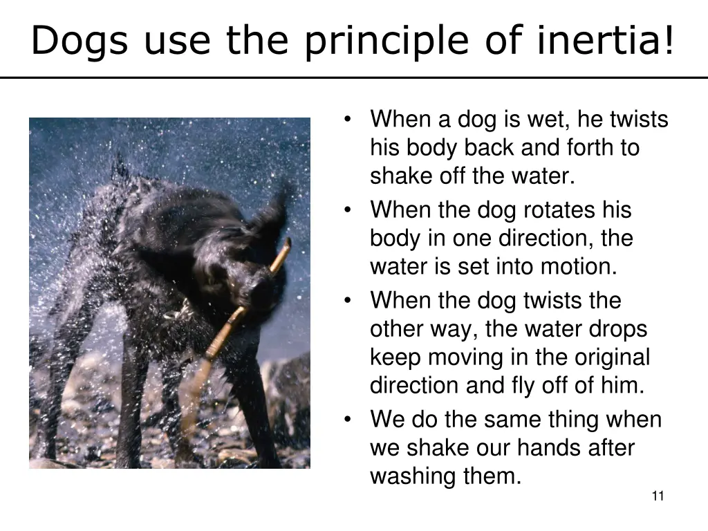 dogs use the principle of inertia