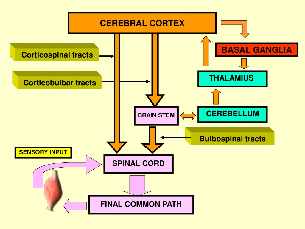 cerebral cortex cerebral cortex