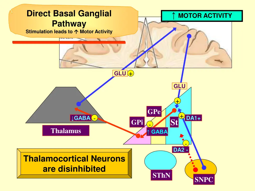 direct basal ganglial pathway stimulation leads