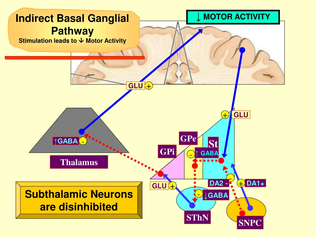 motor activity 1