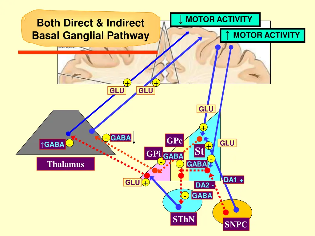 motor activity 2