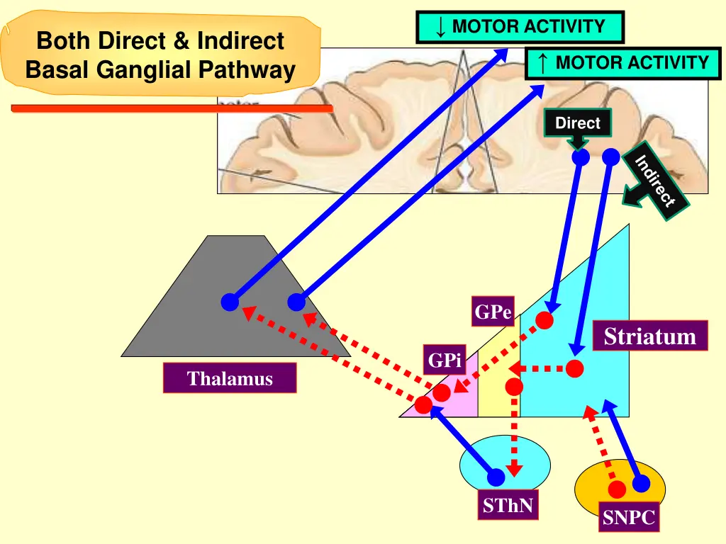 motor activity