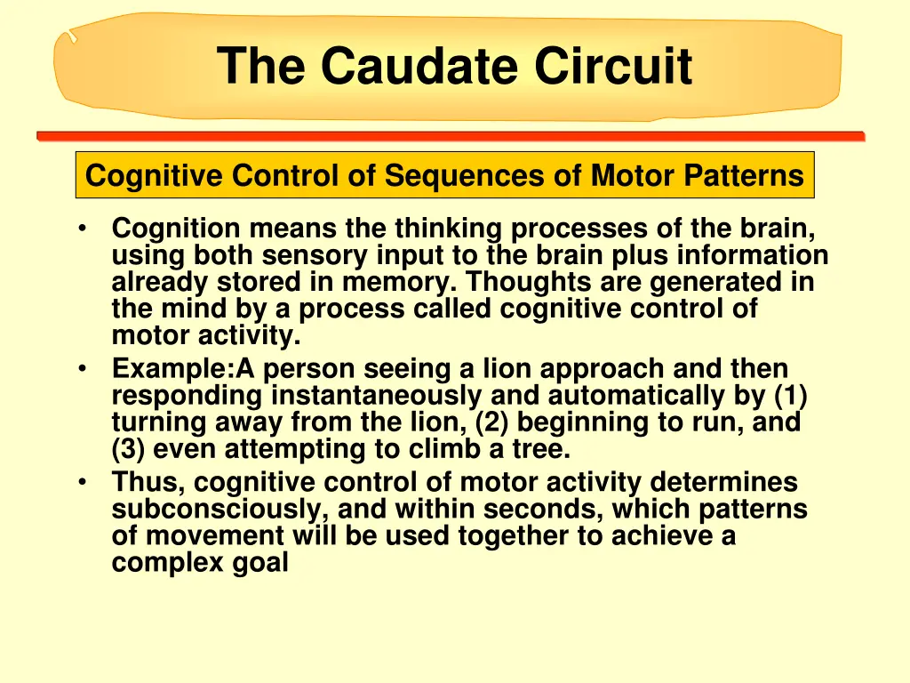 the caudate circuit 1