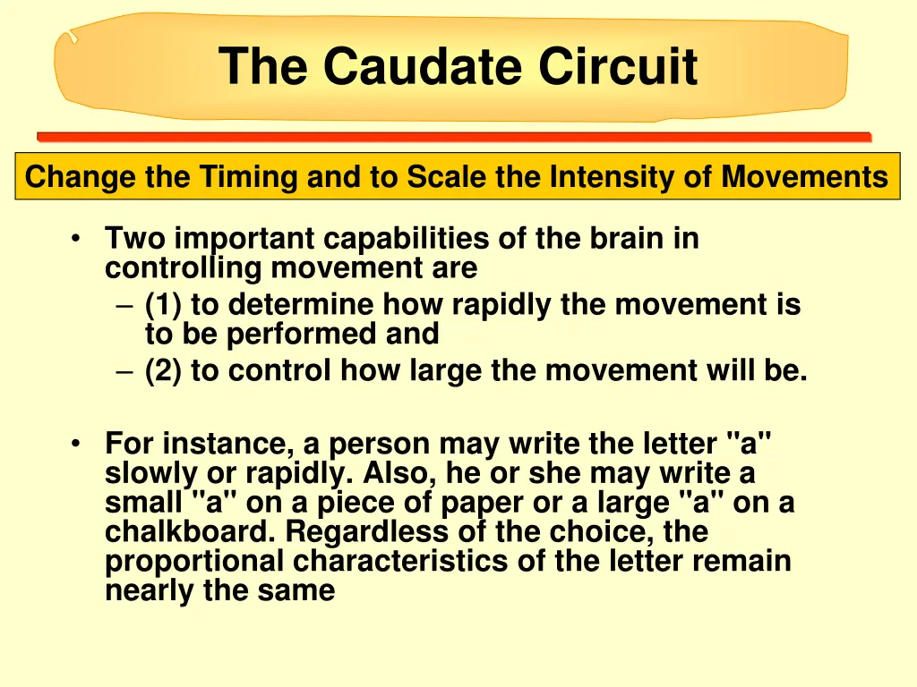 the caudate circuit 2