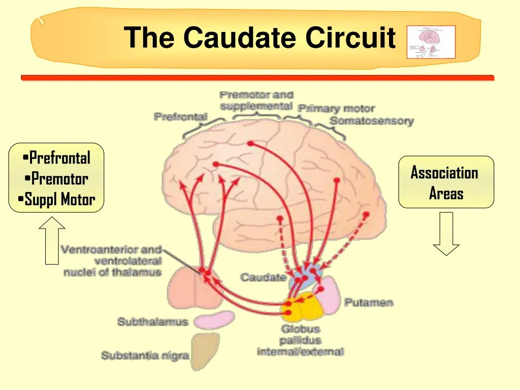 the caudate circuit