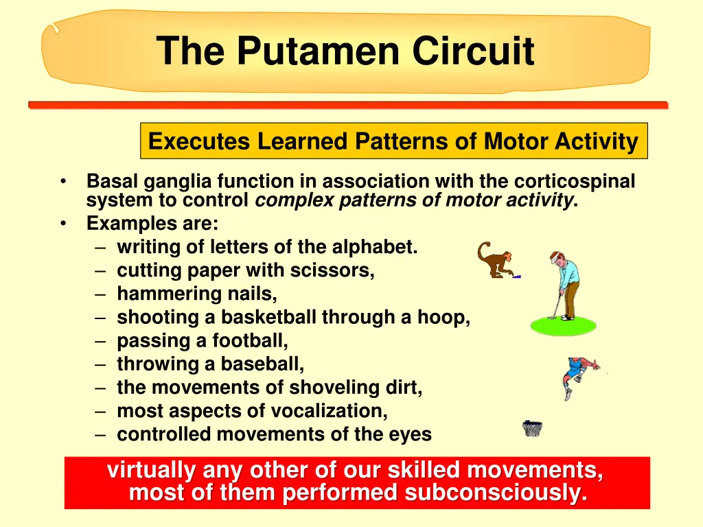 the putamen circuit 1