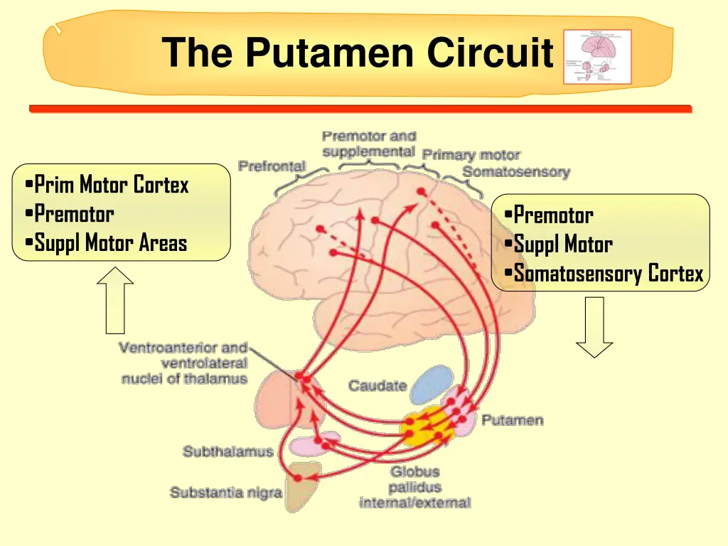 the putamen circuit