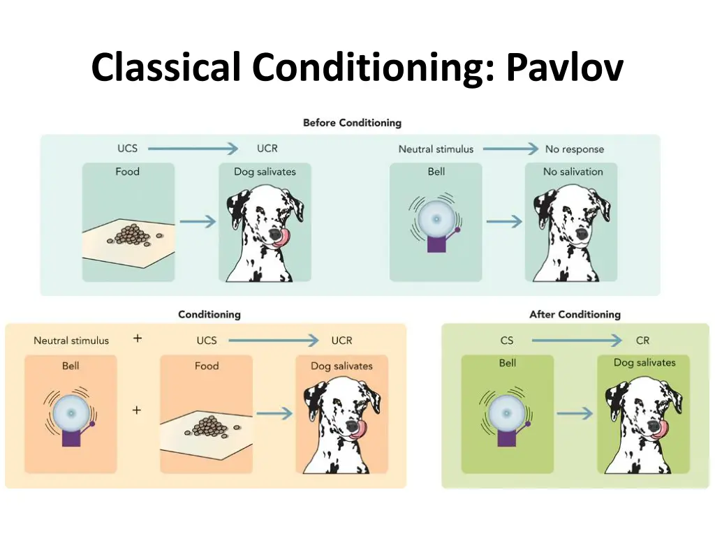 classical conditioning pavlov 2