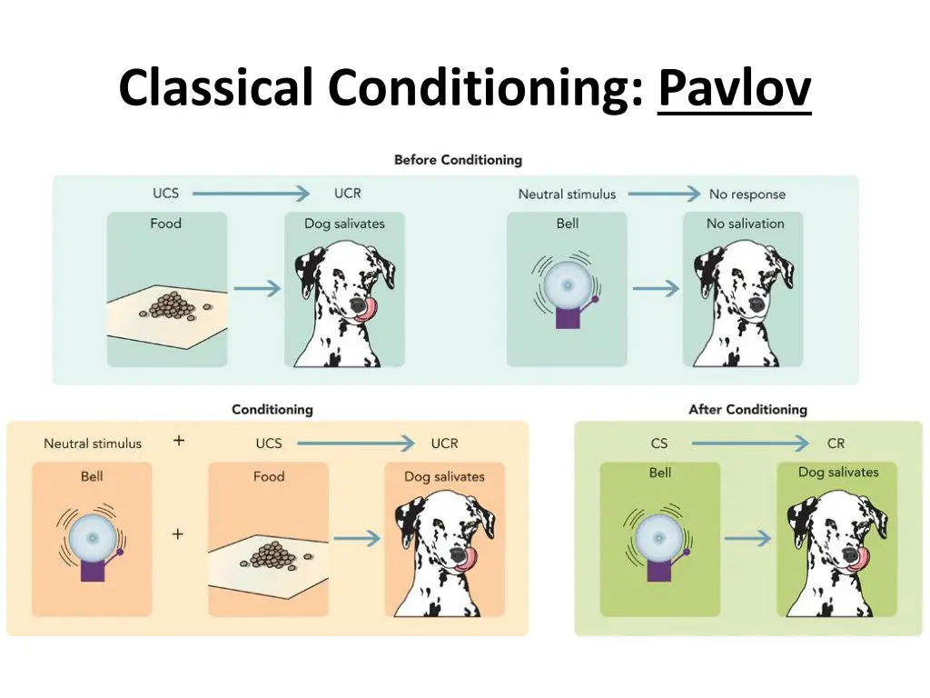 classical conditioning pavlov