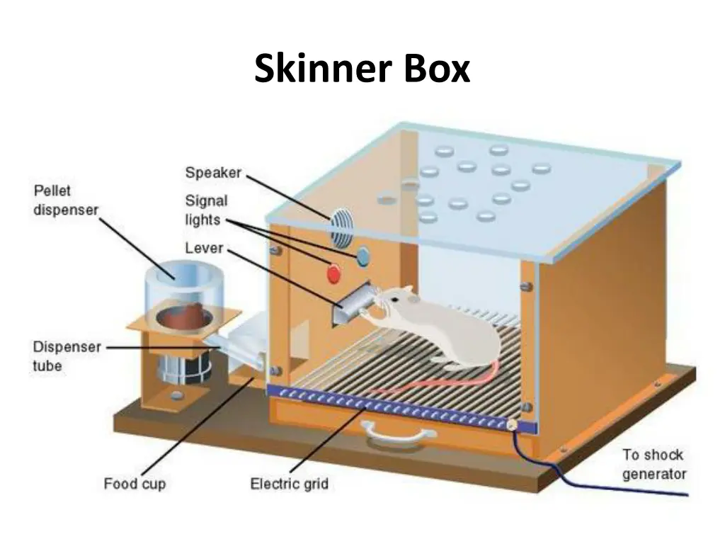 skinner box