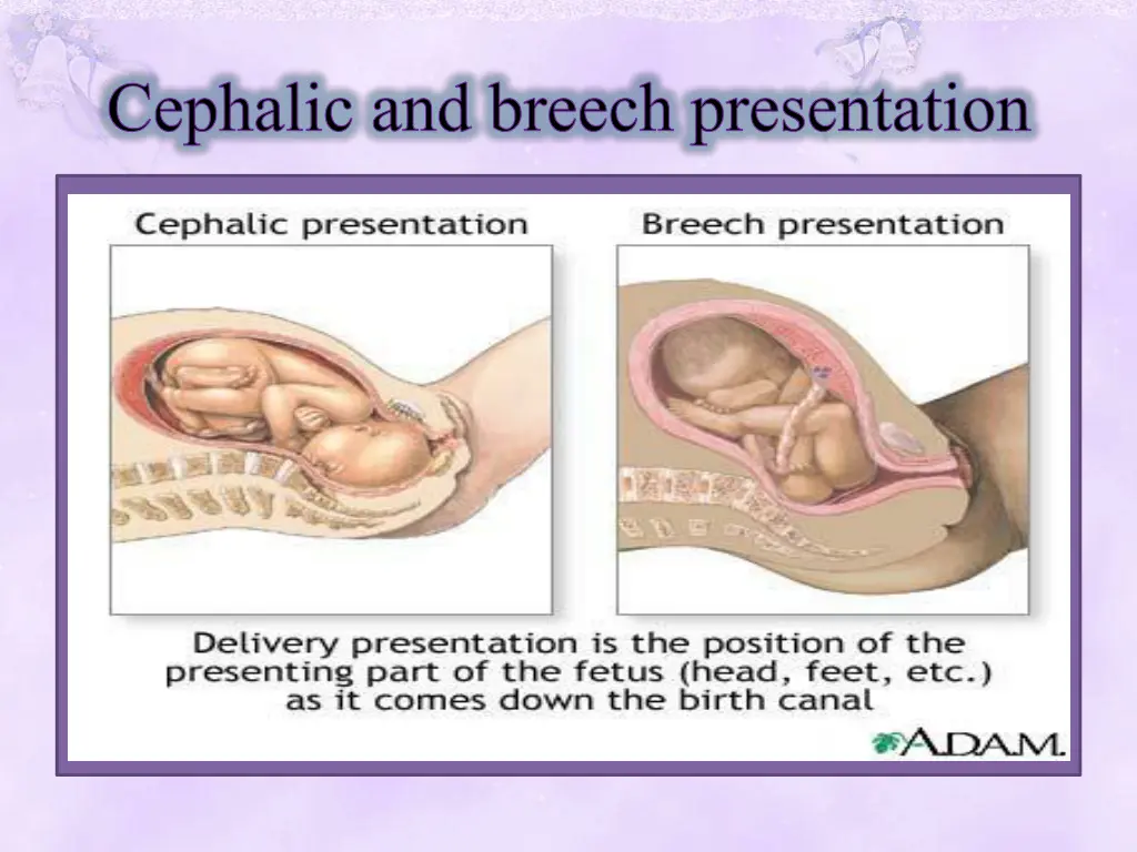 cephalic and breech presentation