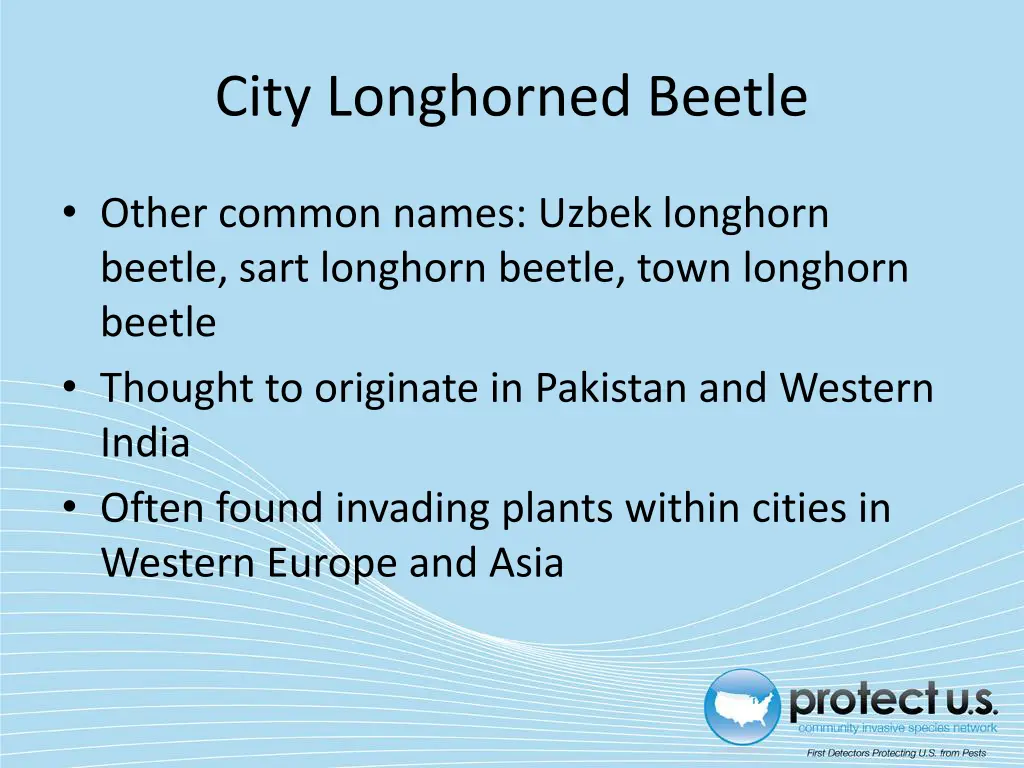 city longhorned beetle