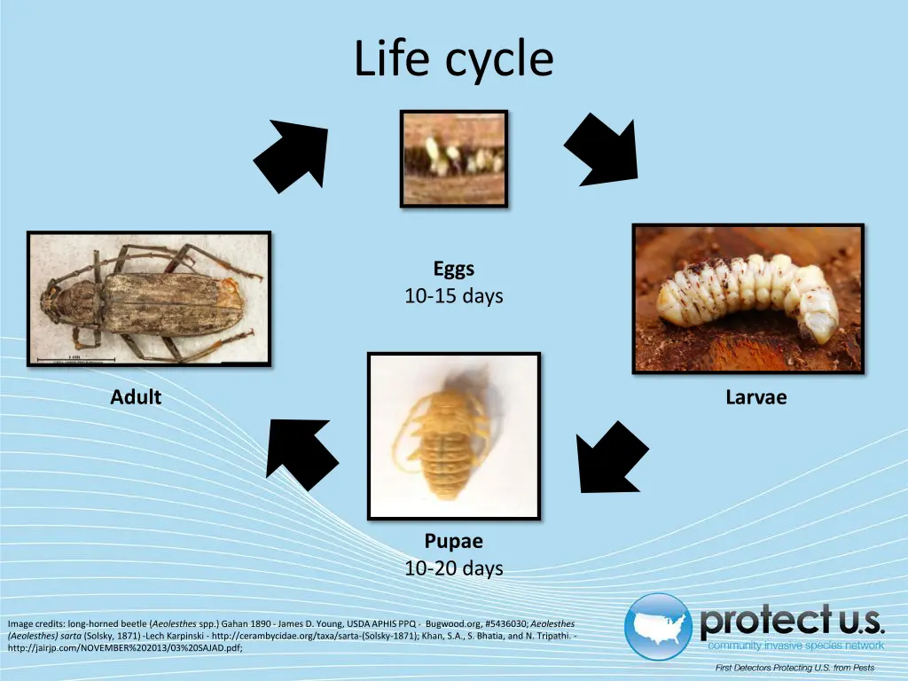 life cycle