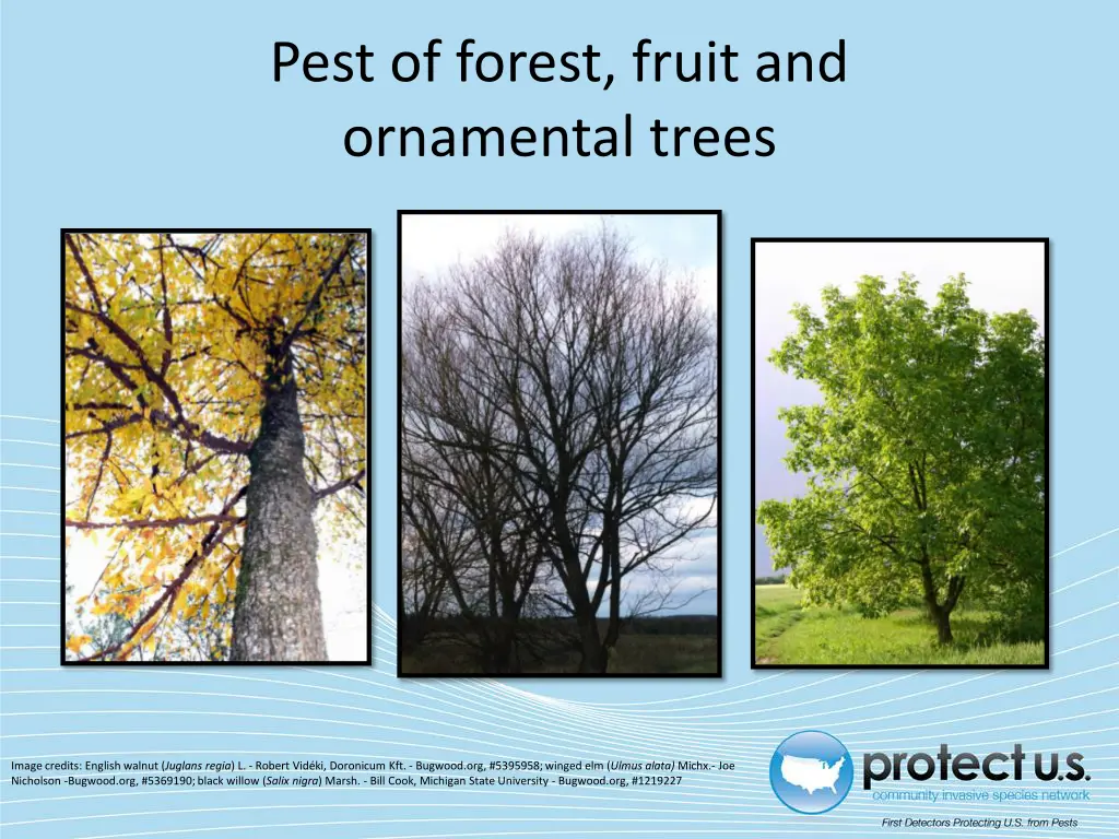 pest of forest fruit and ornamental trees