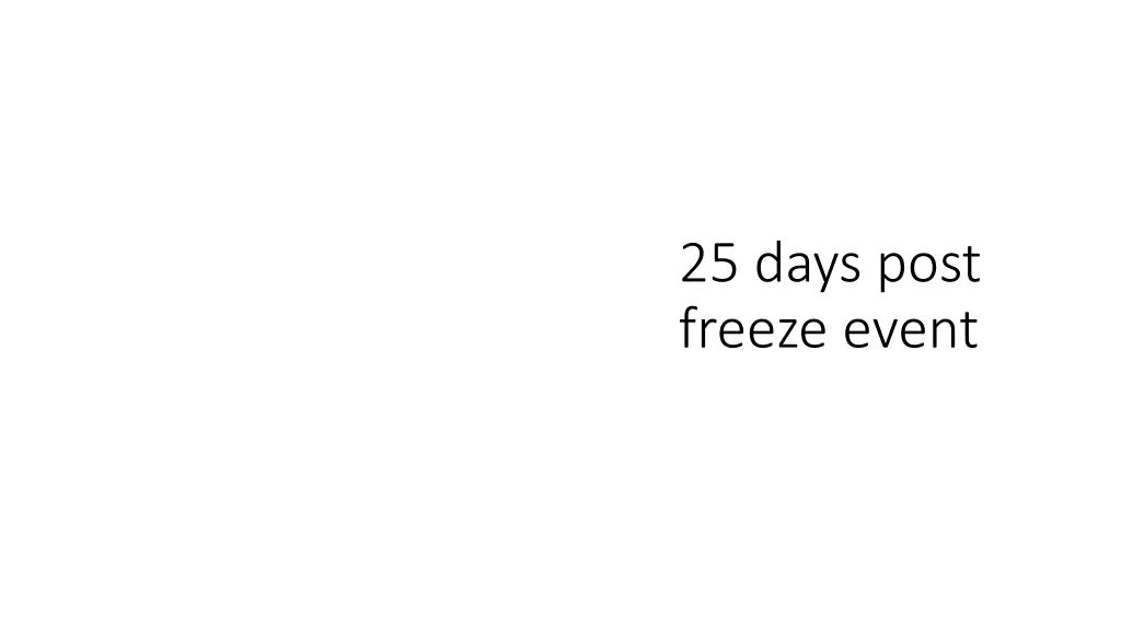 25 days post freeze event