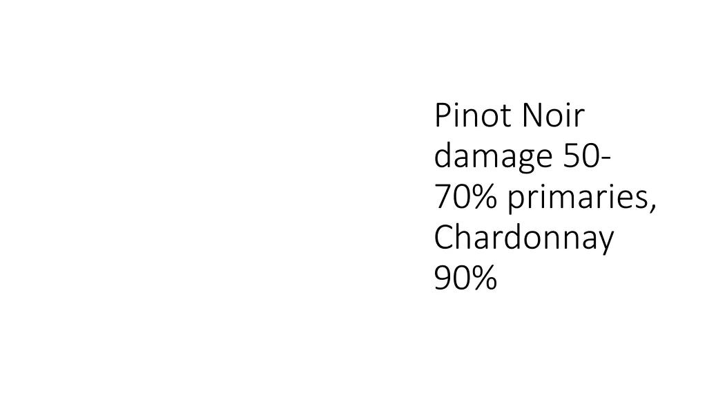 pinot noir damage 50 70 primaries chardonnay 90