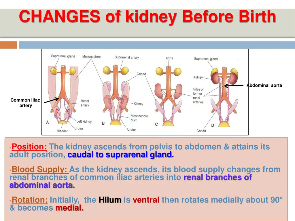 changes of kidney before birth