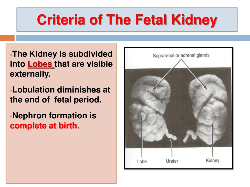 criteria of the fetal kidney