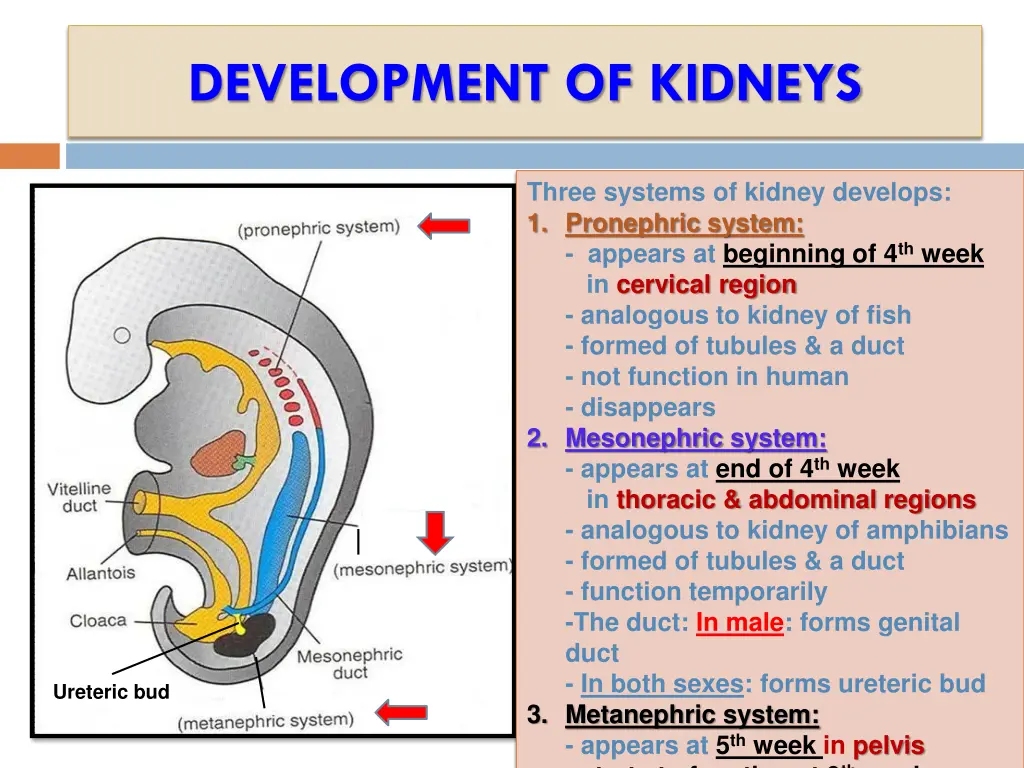 development of kidneys