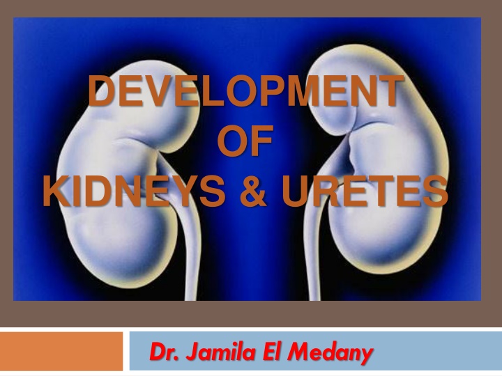 development of kidneys uretes