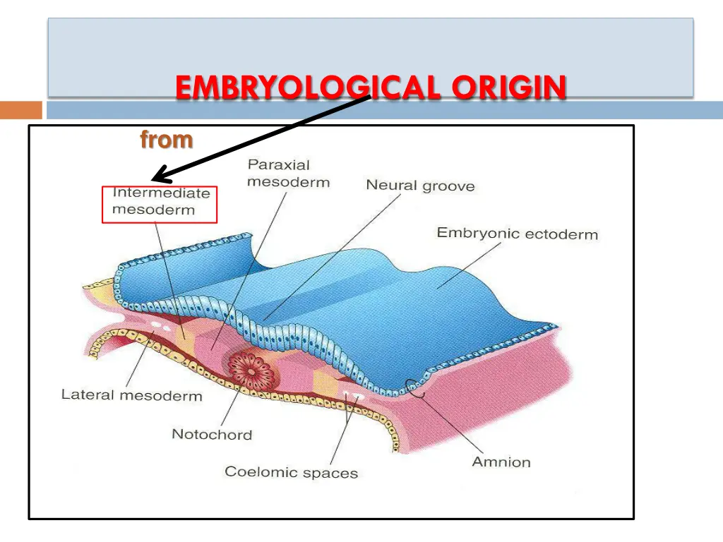 embryological origin