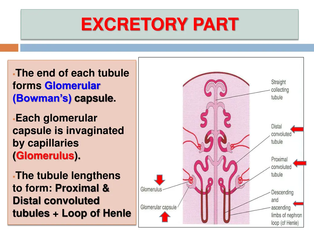 excretory part 1