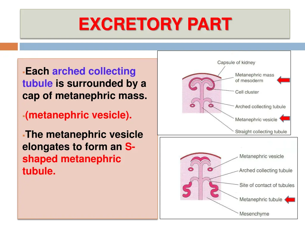 excretory part