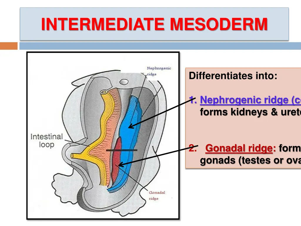 intermediate mesoderm