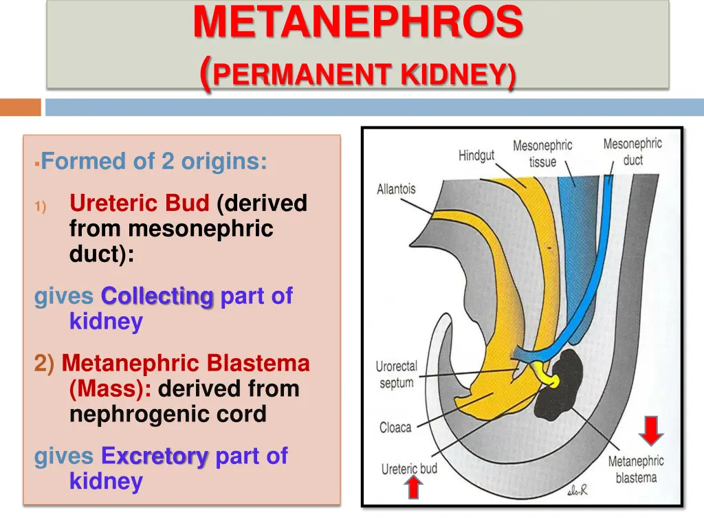 metanephros permanent kidney