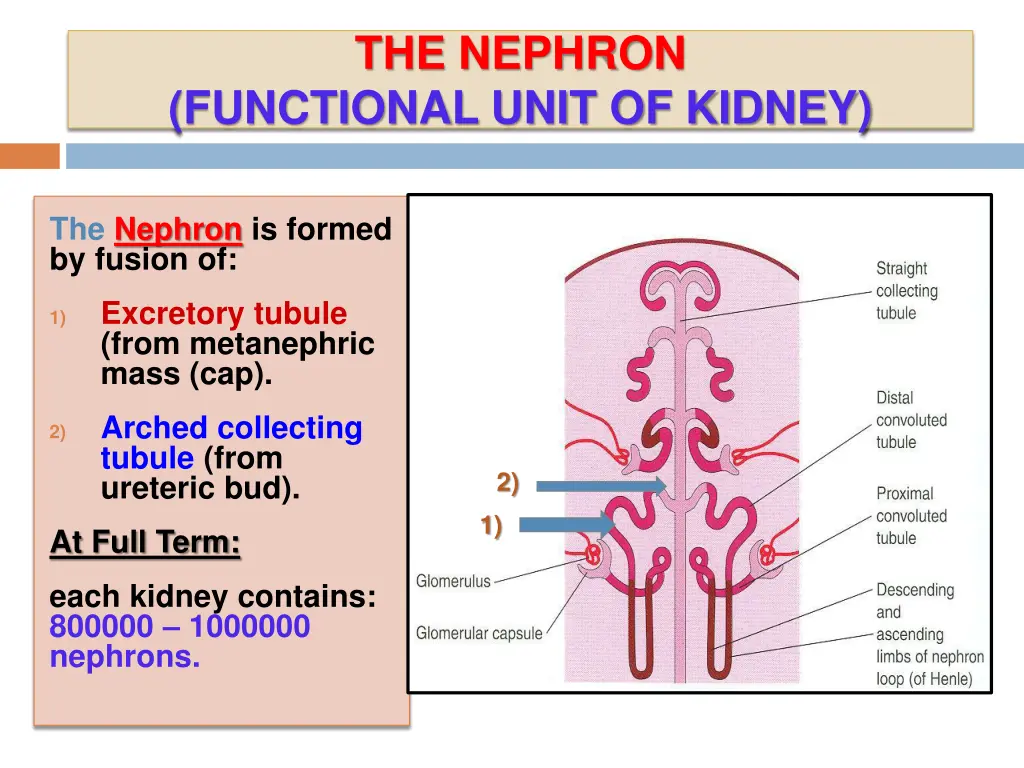 the nephron