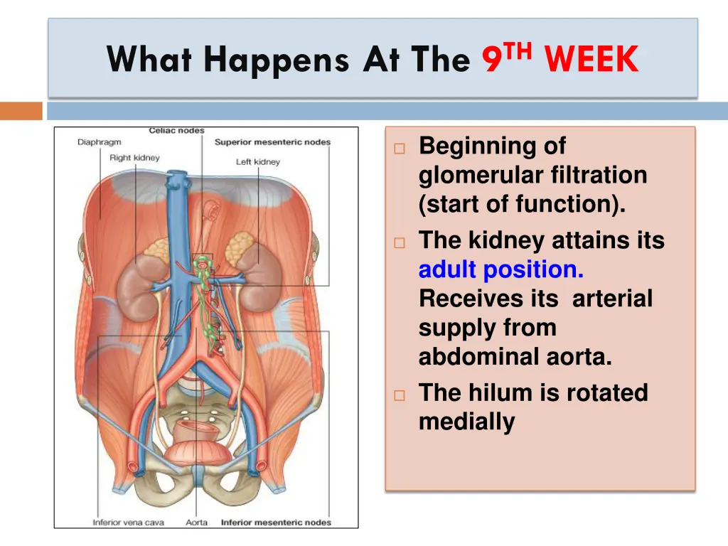 what happens at the 9 th week