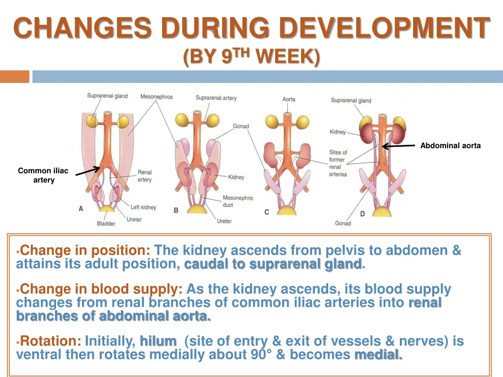 changes during development by 9 th week