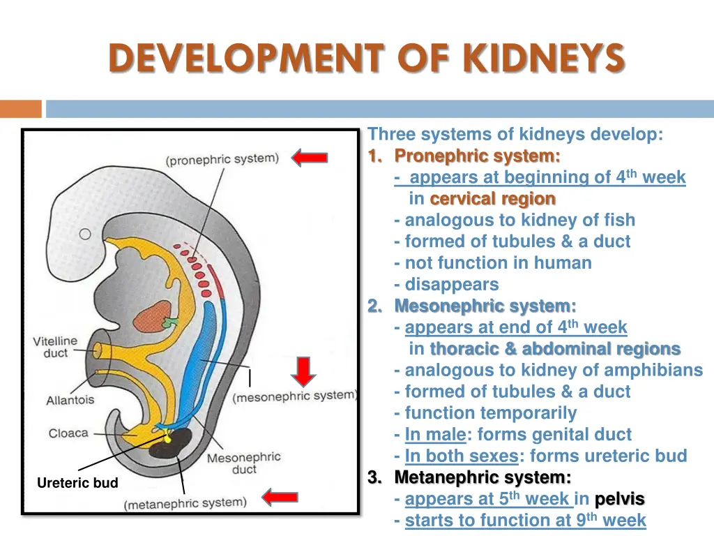 development of kidneys