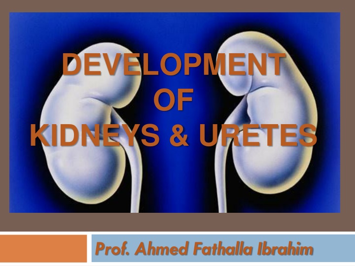 development of kidneys uretes