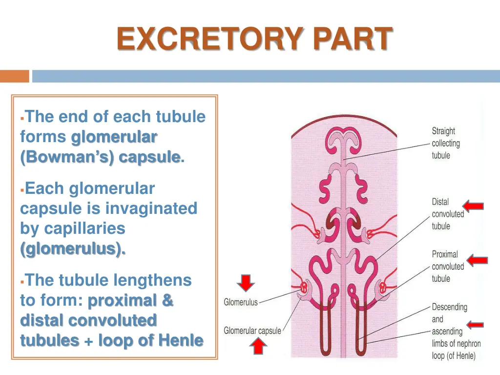 excretory part 1