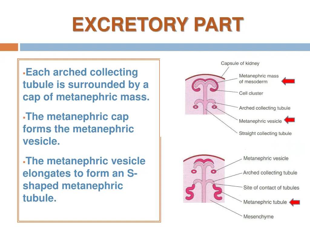 excretory part