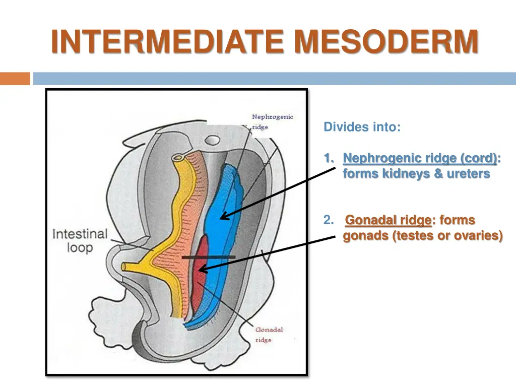 intermediate mesoderm