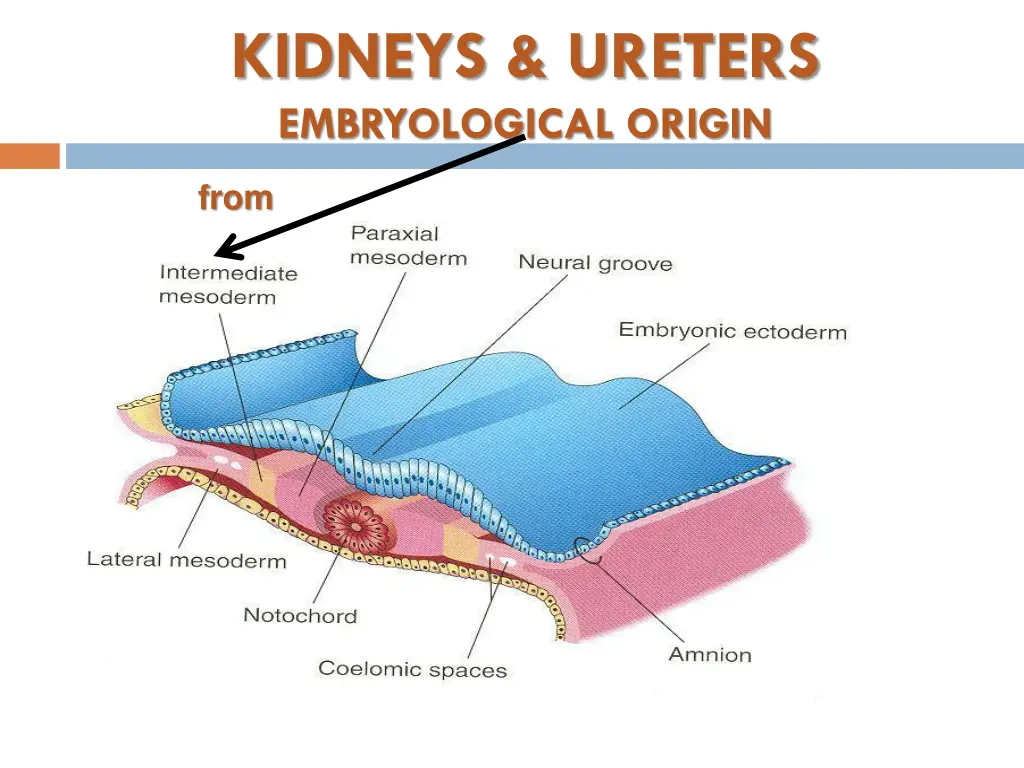 kidneys ureters embryological origin