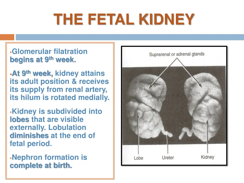 the fetal kidney